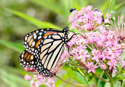 Everyone Can Play a Role in Pollinator Conservation - Ecological ...