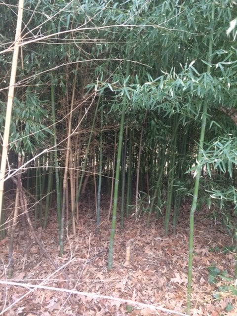 Bamboo Root Board