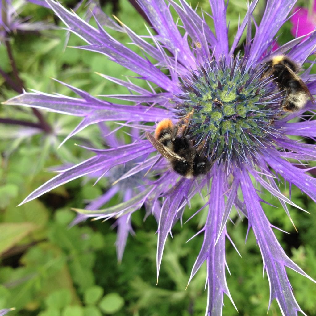 Planting for Pollinators - Ecological Landscape Alliance