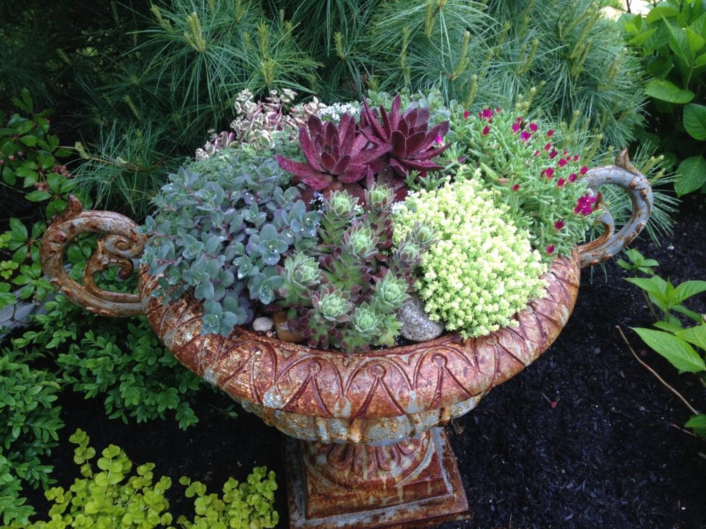Drought Tolerant Container Gardens, Beyond the Traditional - Ecological