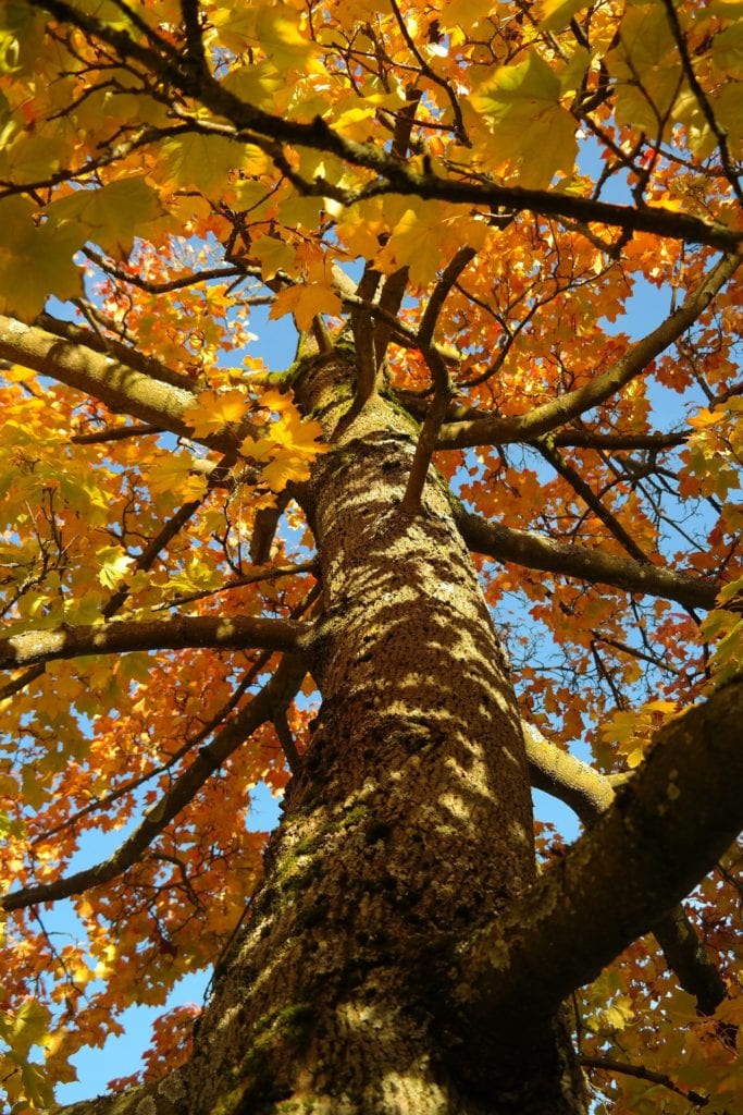 Maple Tree In Autumn 683x1024 