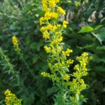 Solidago for the Mid-Atlantic Region