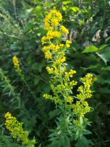 Read more about the article Solidago for the Mid-Atlantic Region