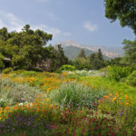 Santa Barbara Botanic Garden