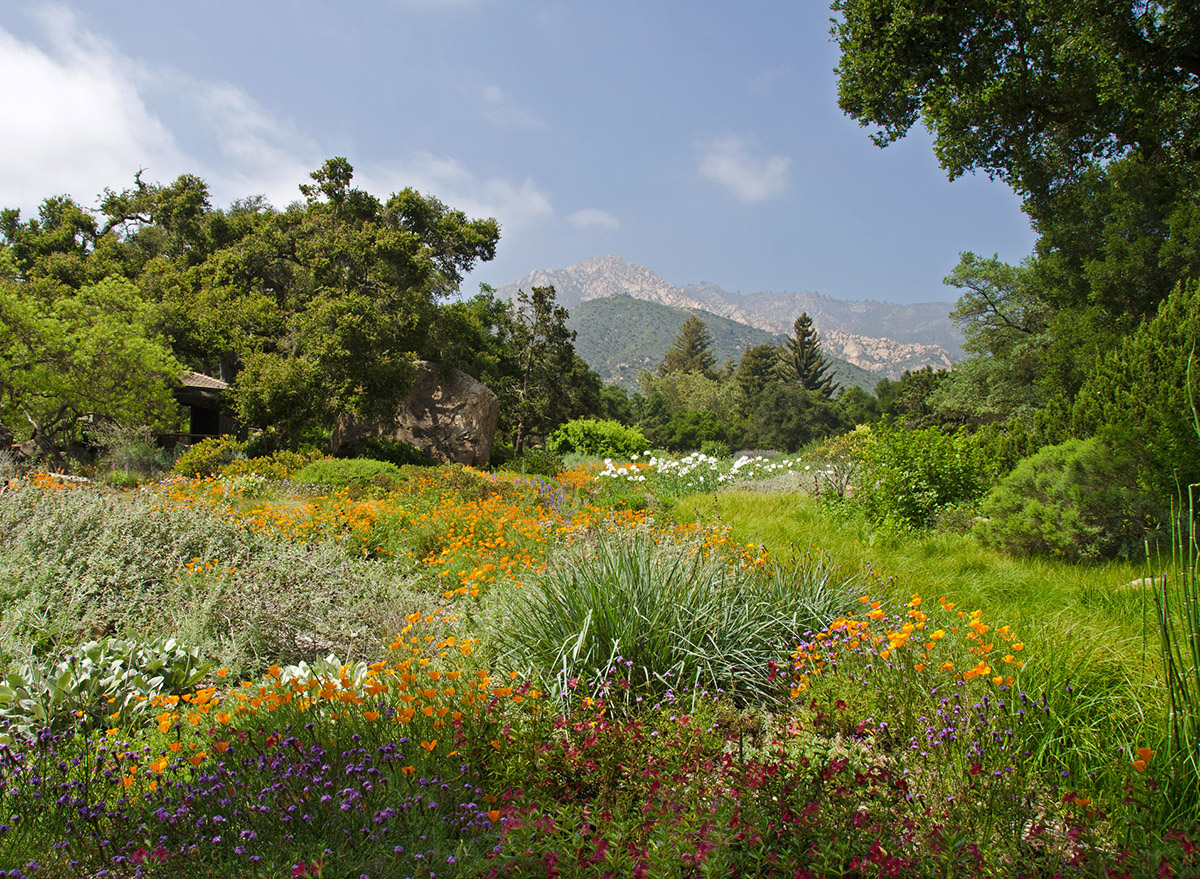 You are currently viewing Santa Barbara Botanic Garden Celebrates 100 years!