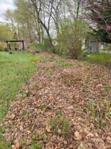 Read more about the article Gardening Tips: Spring Clean-up