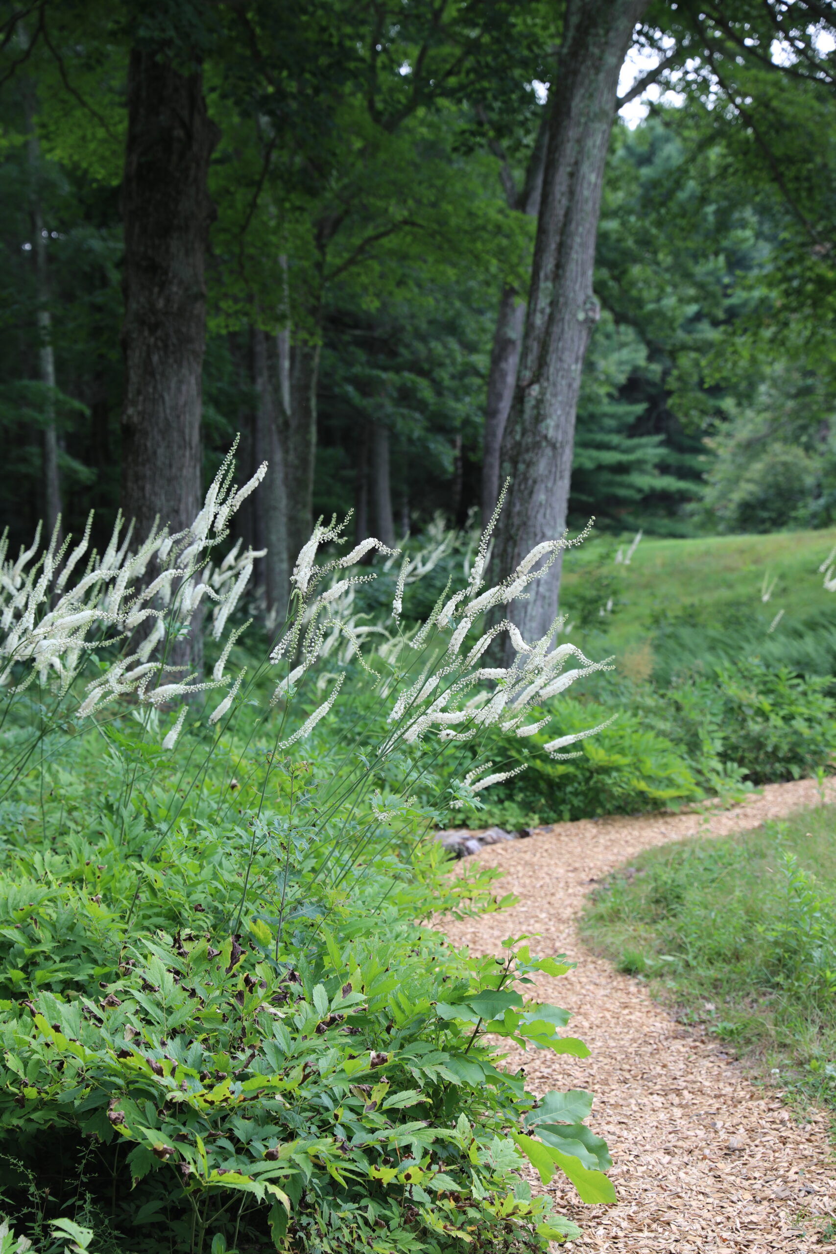You are currently viewing Spirituality and Landscape Design