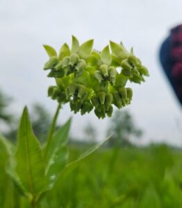 Read more about the article Growing Mead’s Milkweed (Asclepias meadii): A Propagation Trial Supporting Prairie Restoration