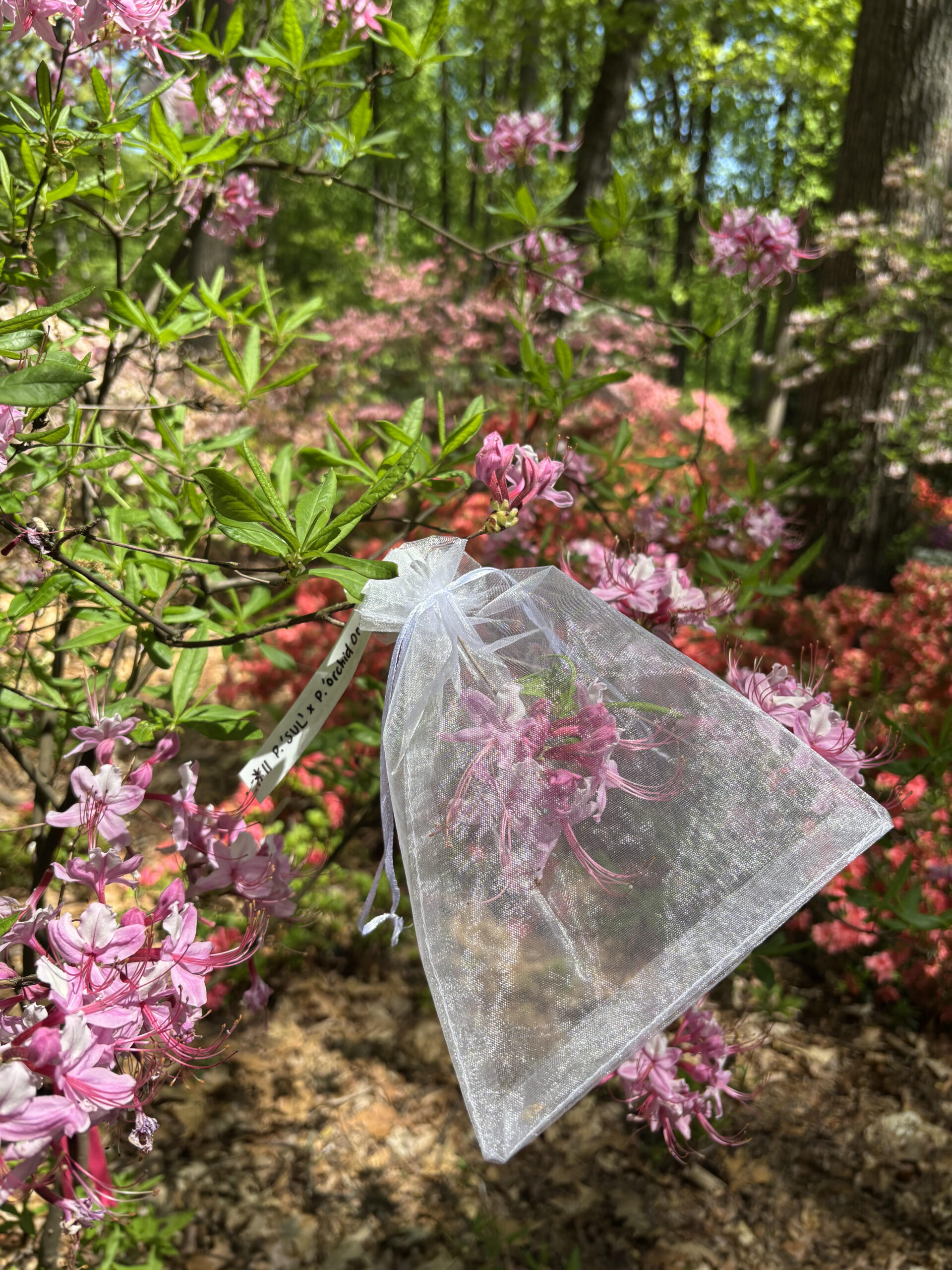 You are currently viewing Sowing & Growing Native Azaleas at Jenkins Arboretum