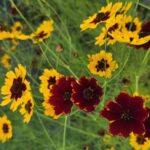 Yellow and red flowers of a tickseed plant bloom among green foliage.