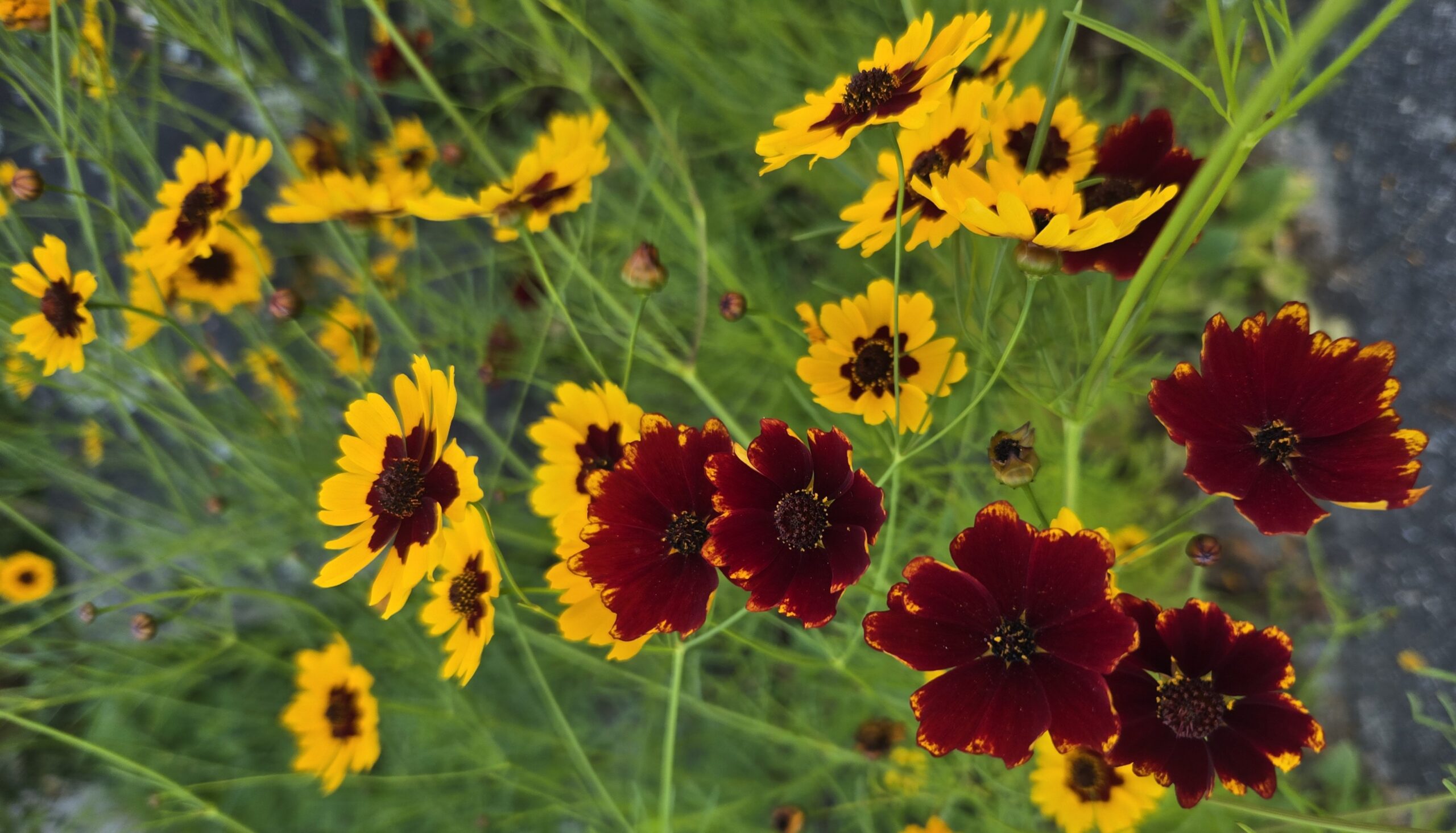 You are currently viewing Annuals for the Native Plant Garden