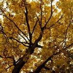 How Human History Affects the Modern Forest: Brinson’s Forest at Norcross Wildlife Foundation