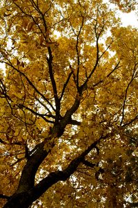 Read more about the article How Human History Affects the Modern Forest: Brinson’s Forest at Norcross Wildlife Foundation