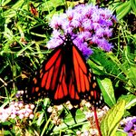 A monarch butterfly rests on a purple flower and gathers some necessary nutrients.