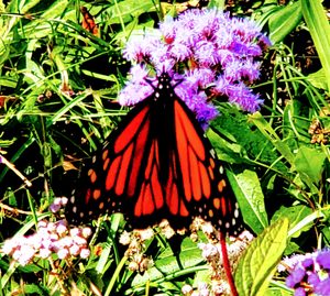Read more about the article Researchers are tracking Monarch butterflies to learn more about their journey