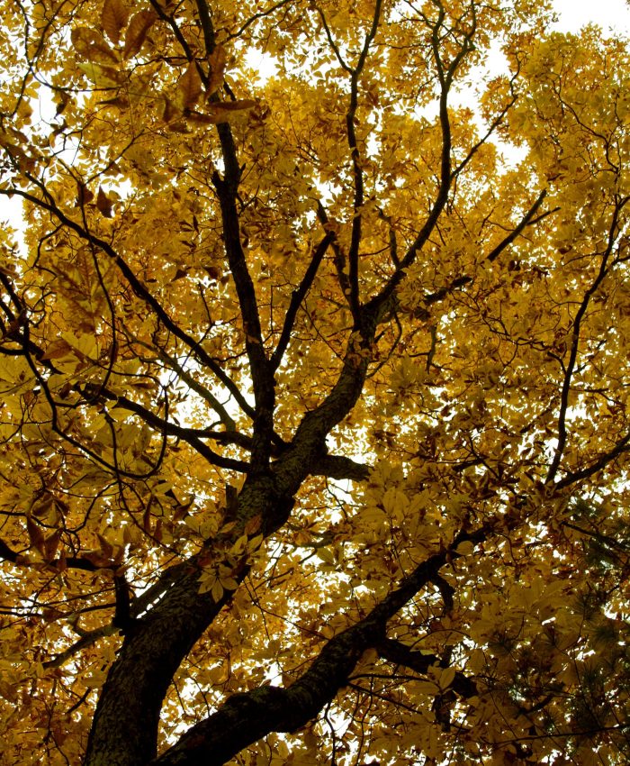 How Human History Affects the Modern Forest: Brinson’s Forest at Norcross Wildlife Foundation