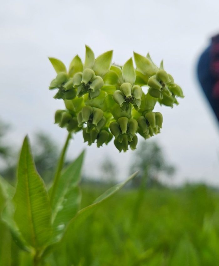 Milkweed blooming