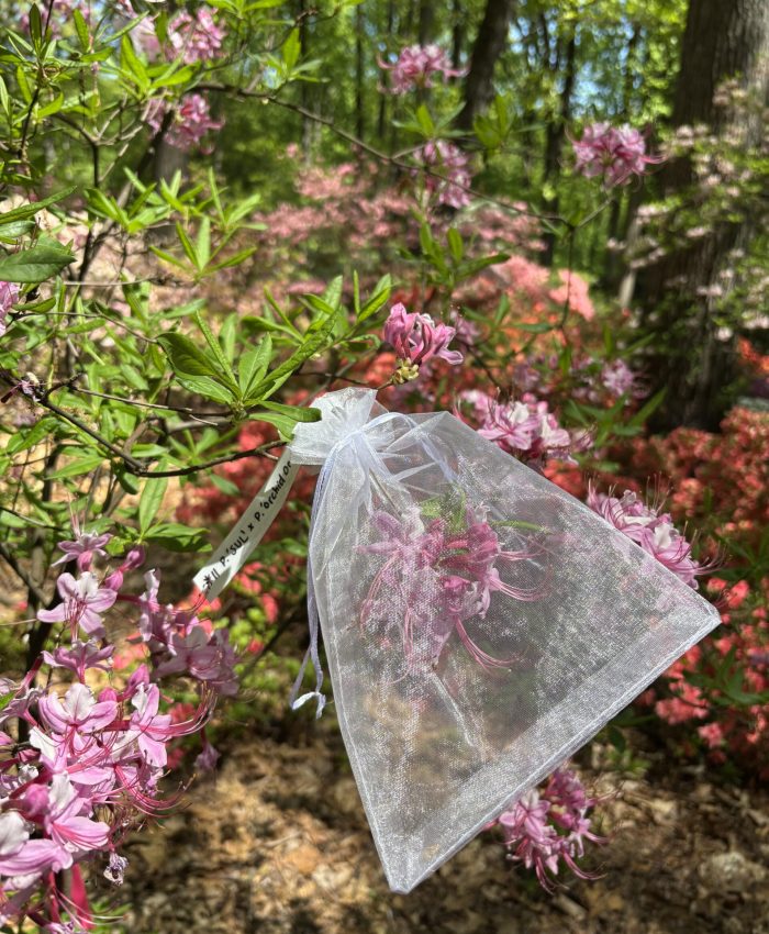 Sowing & Growing Native Azaleas at Jenkins Arboretum