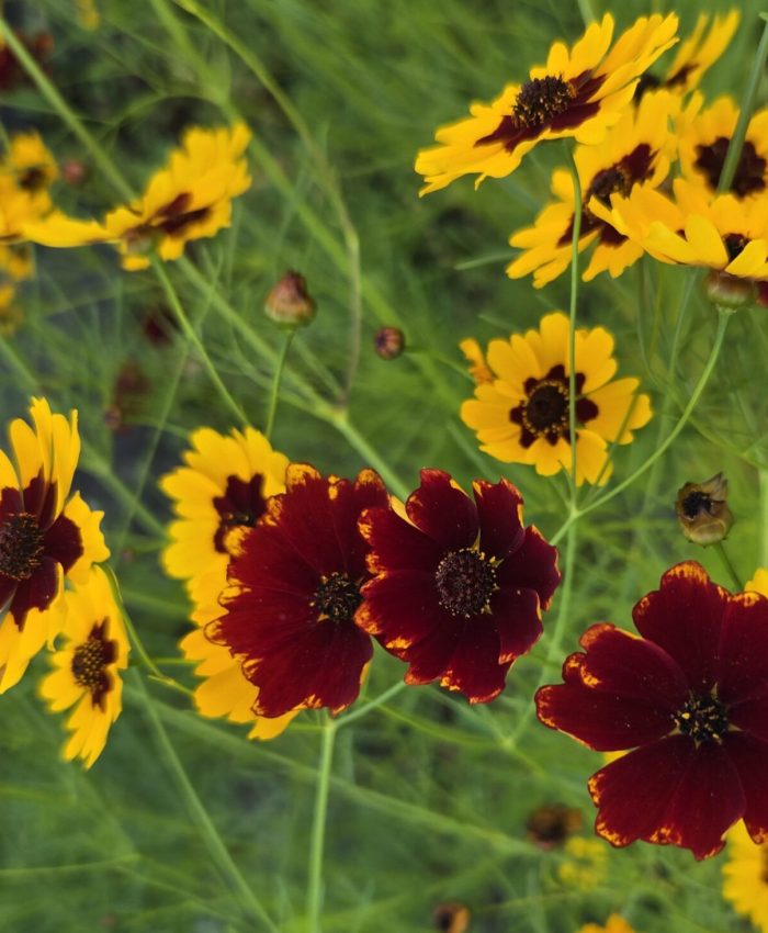Yellow and red flowers of a tickseed plant bloom among green foliage.
