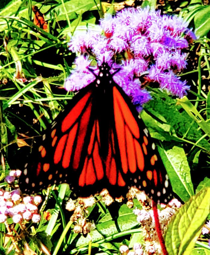 A monarch butterfly rests on a purple flower and gathers some necessary nutrients.