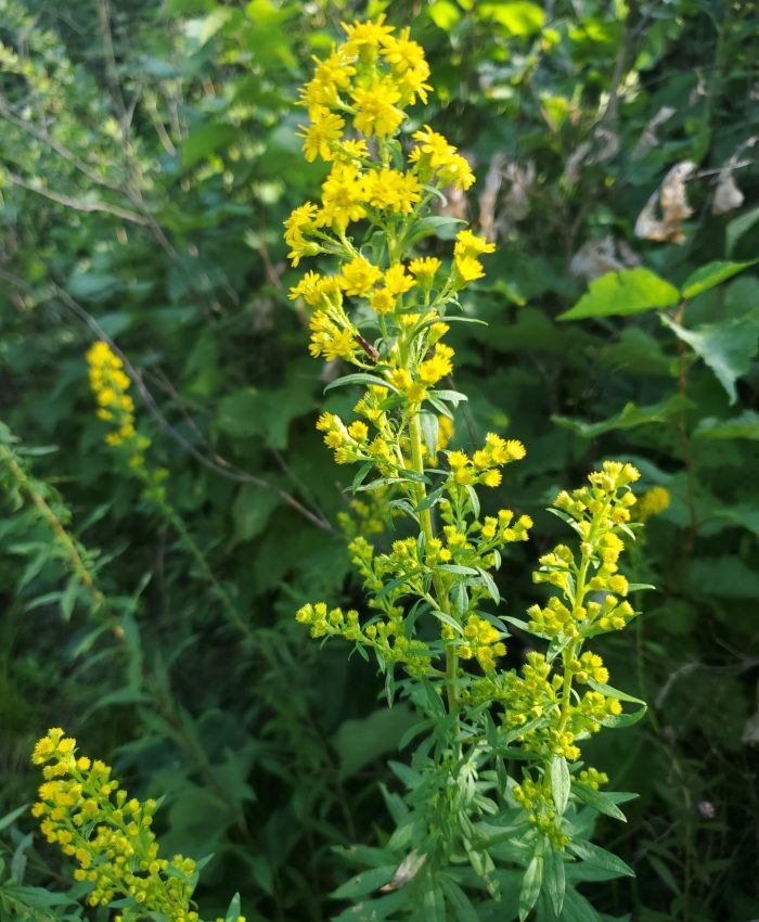 Solidago for the Mid-Atlantic Region